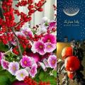 نمایشگاه یلدای ایرانی و گل وگیاه بوشهر 1401
