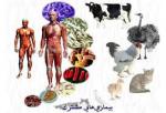 روز ملی مبارزه با بیماری های مشترک انسان و حیوان تیر 1404